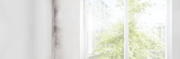 Professional Mold Removal in Bristow, OK