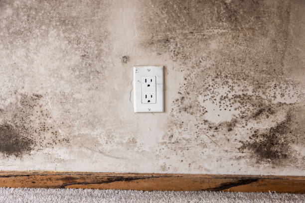 Best Attic Mold Removal  in Bristow, OK